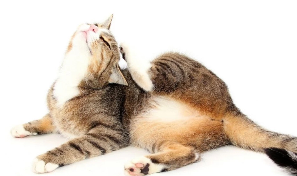 ký sinh trùng máu ở mèo