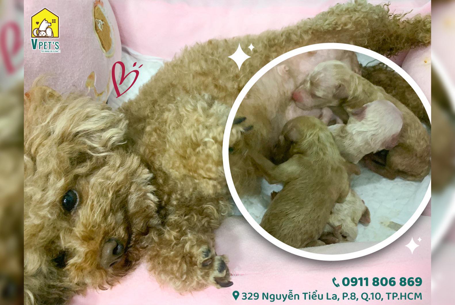 Bệnh viện thú y VPet's đỡ đẻ thành công cho bé Poodle
