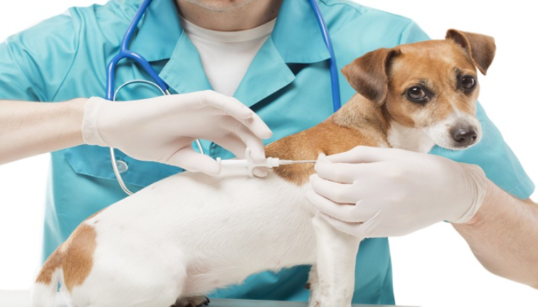 Cún Khỏe Mạnh Với Combo Vaccine 4 in 1 Chỉ 899K – Hai Lựa Chọn Linh Hoạt