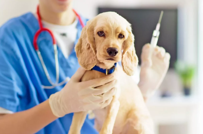 Cún Khỏe Mạnh Với Combo Vaccine 4 in 1 Chỉ 899K – Hai Lựa Chọn Linh Hoạt