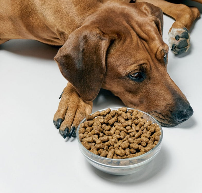 Phẫu Thuật & Chăm Sóc Đặc Biệt – Nơi VPet’s Giữ Trọn Niềm Tin Của Các “Sen”