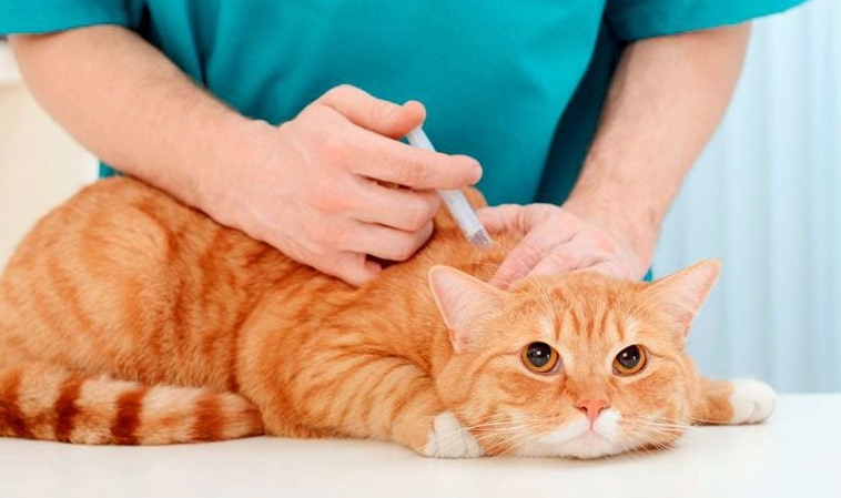 tiêm thuốc mèo bị nhiễm ký sinh trùng máu